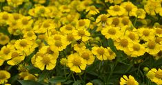 many yellow flowers with green leaves in the foreground and a bug on one flower