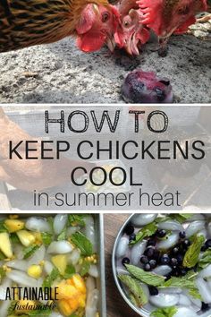 how to keep chickens cool in the summer heat