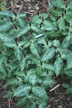 some very pretty green plants in the dirt