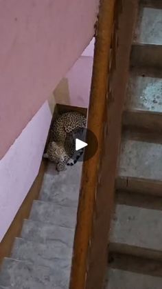 6.4K views · 16K reactions | Leopard spotted at Kumarpara near Kumar Nursing Home #Guwahati

Source : WA | Guwahaticity.com