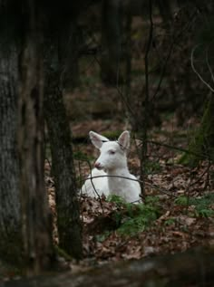 a small white animal sitting in the woods