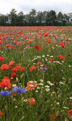 a field full of red, white and blue flowers