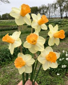 yellow and white flowers are being held up in the air by someone's hand