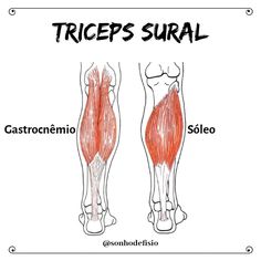 the muscles are labeled in red and white, with words describing their corresponding parts to each other