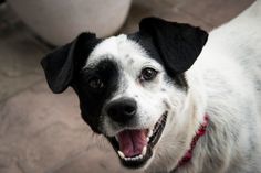 a black and white dog with its mouth open looking at the camera while standing on a tile floor