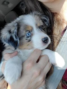 a woman holding a puppy with blue eyes in her lap and looking at the camera