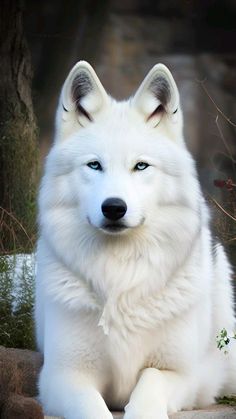 a white dog with blue eyes sitting on the ground next to a tree and rocks