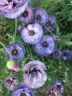 some purple flowers are growing in the grass