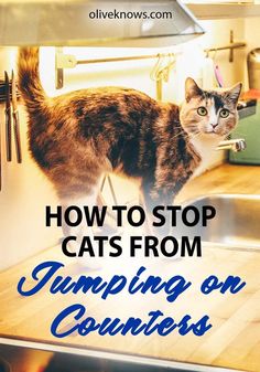 a cat standing on top of a kitchen counter next to a sink with the words how to stop cats from jumping on counters