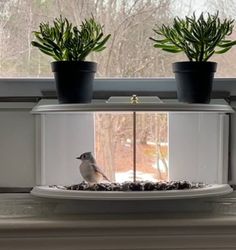 two potted plants sitting on top of a window sill next to a bird feeder