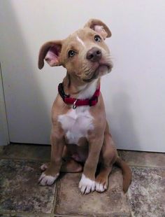 a brown and white dog sitting on top of a tile floor next to a wall