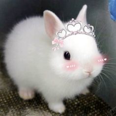 a small white rabbit with a tiara on it's head and pink eyes