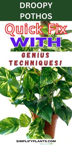 Pothos plant care, Pothos plant watering, Pothos plant light, Pothos plant 
soil, Pothos plant humidity, Pothos plant propagation, Pothos plant 
pruning, Pothos plant pests, Pothos plant yellow leaves, Pothos plant brown 
leaves, LSI keywords: Pothos plant wilting, Pothos plant sagging, Pothos 
plant limp leaves. Pothos Vine, Money Plant, Plant Problems, Flower Garden Design, Pothos Plant, Growing Plants Indoors, Indoor Plant Care