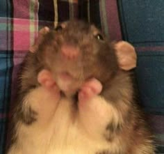 a hamster is sitting on its hind legs and it's face up to the camera