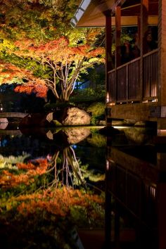 Autumn, Otaguro Park, Ogikubo, Tokyo, 紅葉, 大田黒公園, 荻窪, 東京 Travel Trip, Japan Travel, Tokyo, Japan, Lighting, Travel