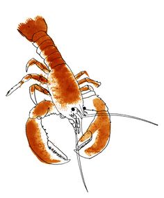 an orange and white drawing of a lobster