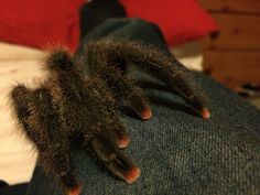 a close up of a furry animal laying on someone's leg and feet with it's claws spread out