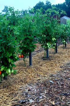 there are many tomatoes growing in the garden