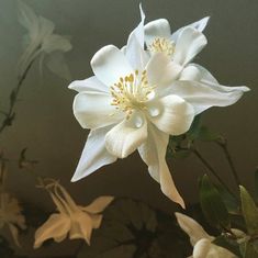 a white flower with yellow stamens in the foreground