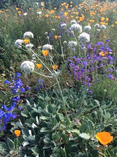 an assortment of wildflowers and other plants in a field