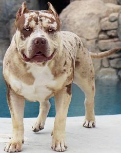 a brown and white dog standing next to a pool