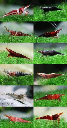 many different types of bugs in the grass