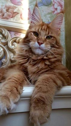 an orange cat sitting on top of a window sill