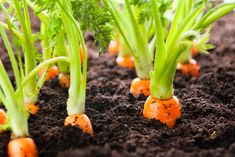 carrots are growing in the soil with little green leaves and orange ones on them