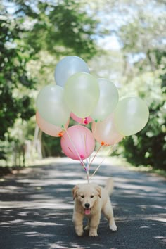 a dog is carrying balloons on the road