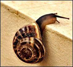 a snail climbing up the side of a wall with a quote on it that says, the biggest risk in life are the ones you don't take