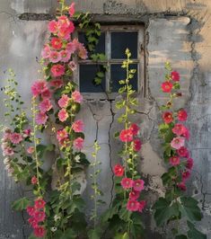 pink flowers growing on the side of an old building with a broken window and peeling paint