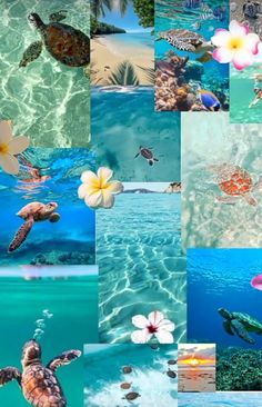 a collage of pictures with turtles and flowers in the water, including one turtle swimming