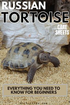 the cover of russian tortoise care sheets, featuring a turtle in its enclosure