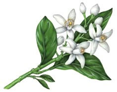 white flowers with green leaves are shown on a white background in this watercolor painting