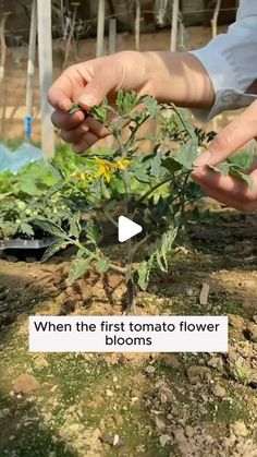 someone is picking up the first tomato flower from their garden, and it's blooming