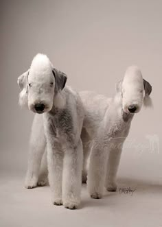 two white dogs standing next to each other on a gray background with one looking at the camera