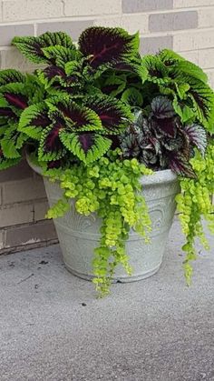 a potted plant with green and purple leaves on the side of a brick building