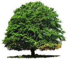 a large green tree on a white background