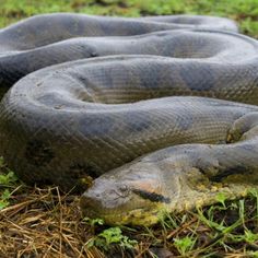 a large gray snake laying on top of grass