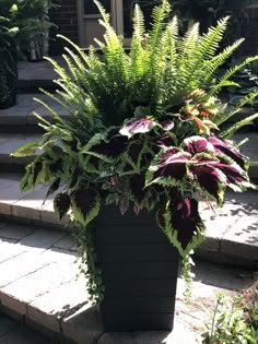 a potted plant sitting on the steps in front of a house