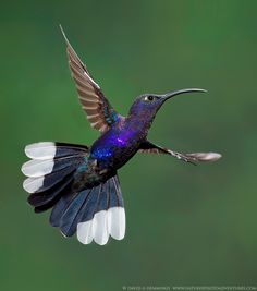 a purple and white hummingbird flying in the air