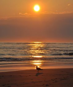 the sun is setting over the ocean with seagulls on the beach metal print