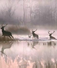 three deer are running through the water in front of some foggy trees and bushes