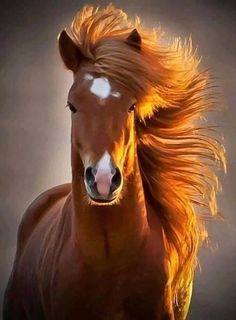 a brown horse with white spots running through the air and its hair blowing in the wind