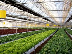 rows of lettuce growing in a large greenhouse with lights on the ceiling and windows