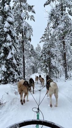 a group of dogs pulling a sled through the snow in front of some trees