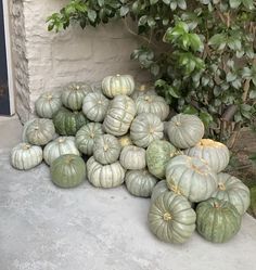 a pile of green and white pumpkins sitting on the ground next to a bush