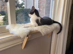 a black and white cat sitting on top of a window sill with 4 perches