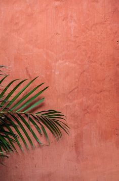 a palm tree leaning against a pink wall with no leaves on it and one green plant in the foreground