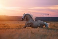 a white horse running through a field at sunset